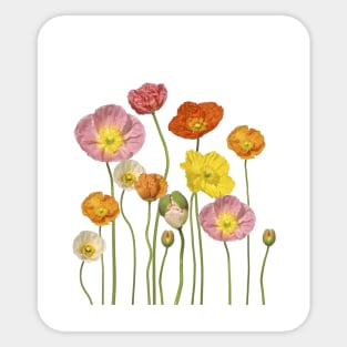 Poppys Sticker